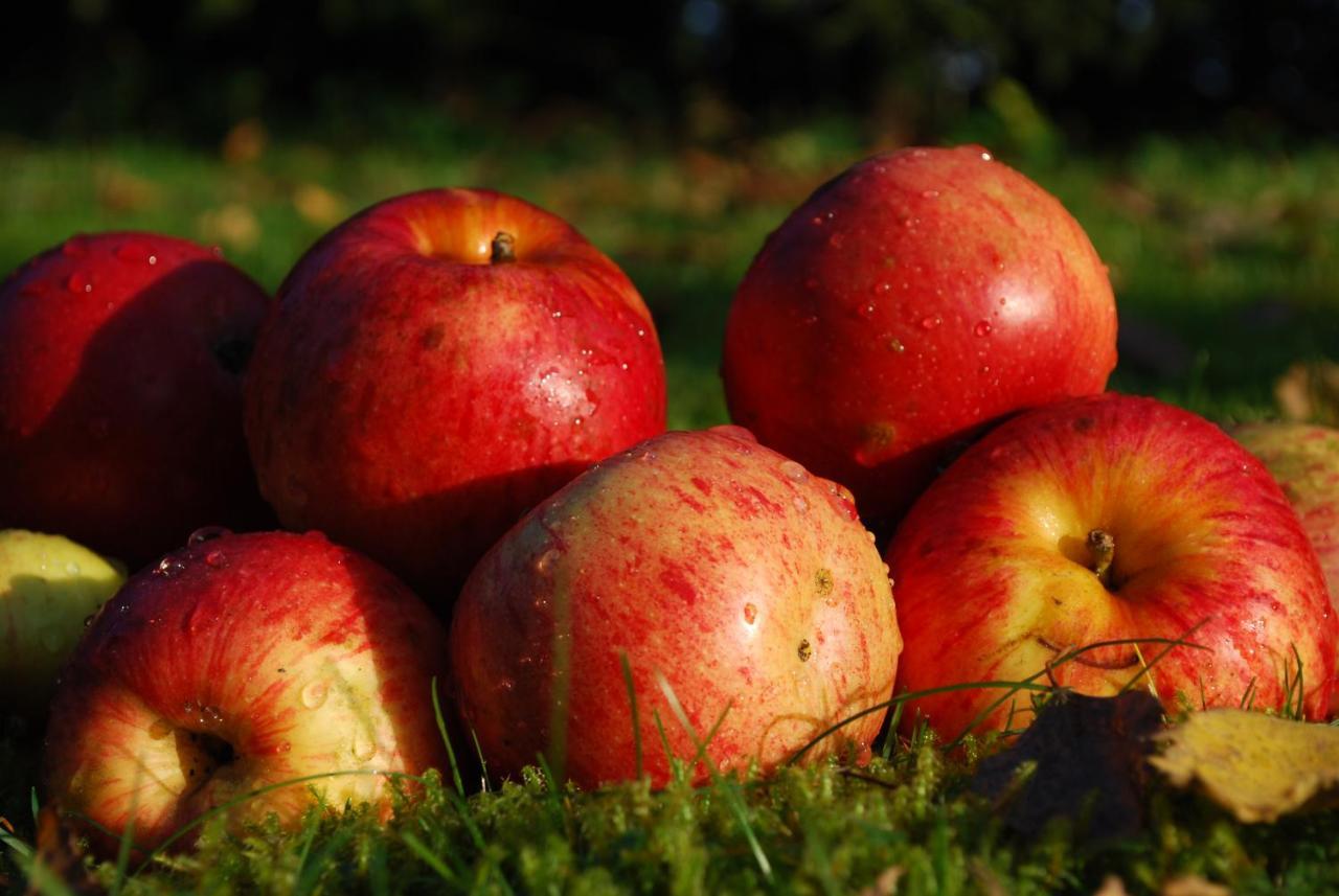 סלובן גראדץ Farm Stay Rotovnik - Plesnik מראה חיצוני תמונה