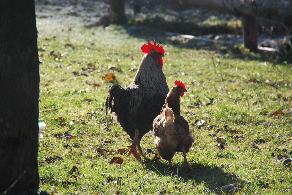 סלובן גראדץ Farm Stay Rotovnik - Plesnik מראה חיצוני תמונה