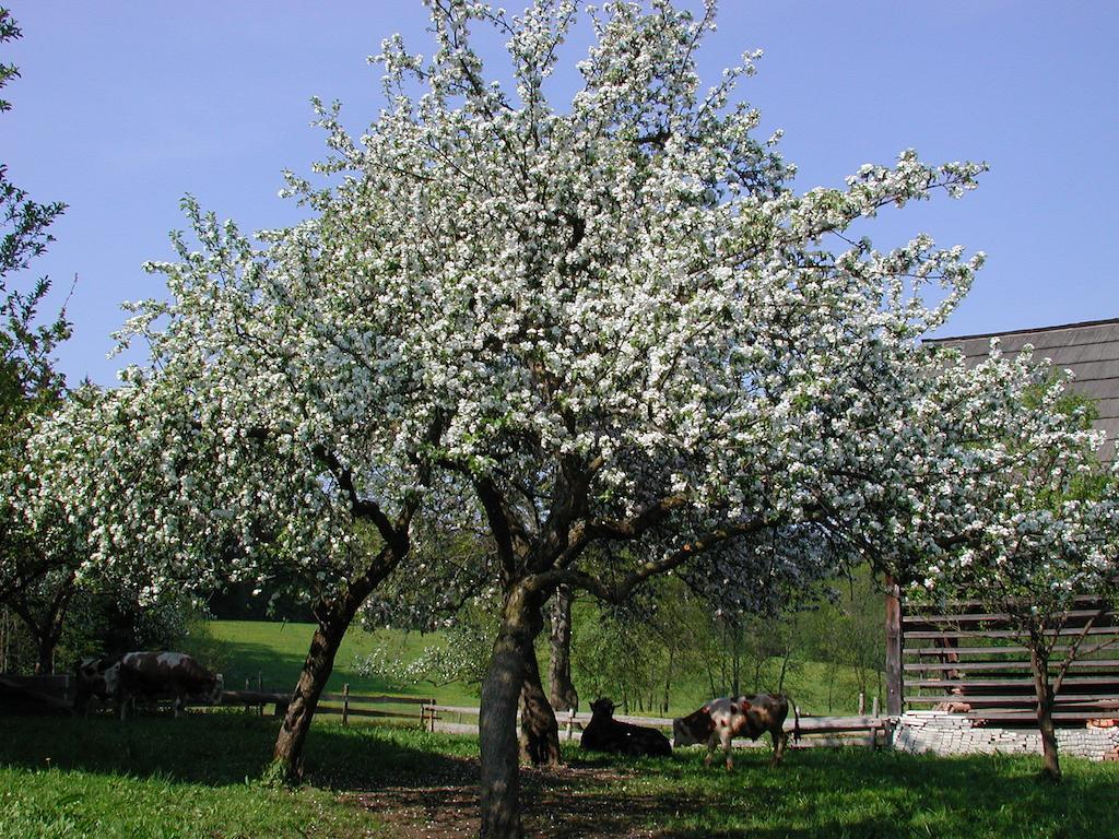 סלובן גראדץ Farm Stay Rotovnik - Plesnik מראה חיצוני תמונה